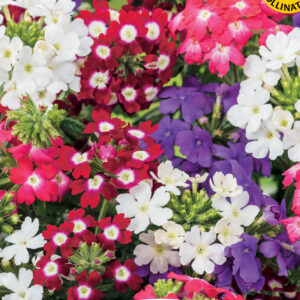 Trädgårdsverbena "Compact Mixed"
