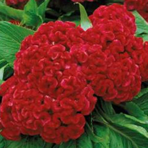 Tuppkam "Toreodor"