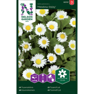 Tusensköna "Meadow Daisy"