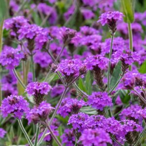 Violverbena "Venosa"