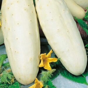 Vit slanggurka "White Wonder"