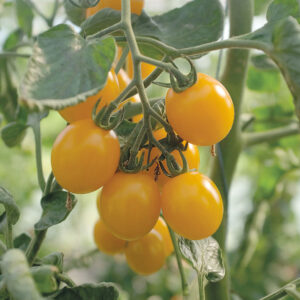 Körsbärstomat "Golden Pearl" F1