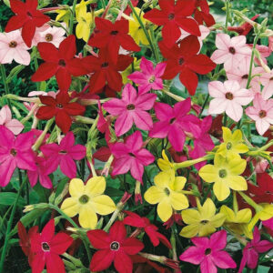 Blomstertobak "Sensation"