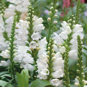 Drakmynta, White