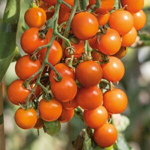 Tomat "Honeycombe" F1