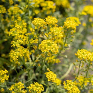 Strandkrassling, liten stenört, Alyssum yellow