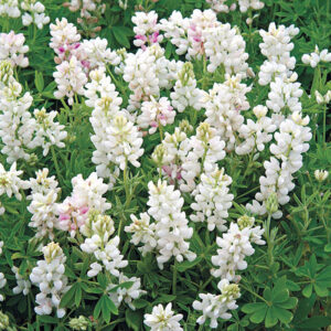 Lupin "Snow Pixie"