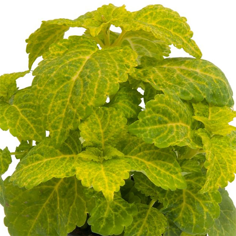 Palettblad "Fairway Yellow"