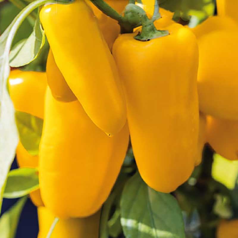 Paprika "Lemon Dream"