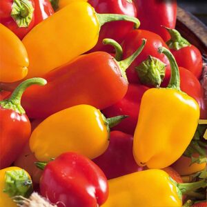 Paprika "Yala & Rela"