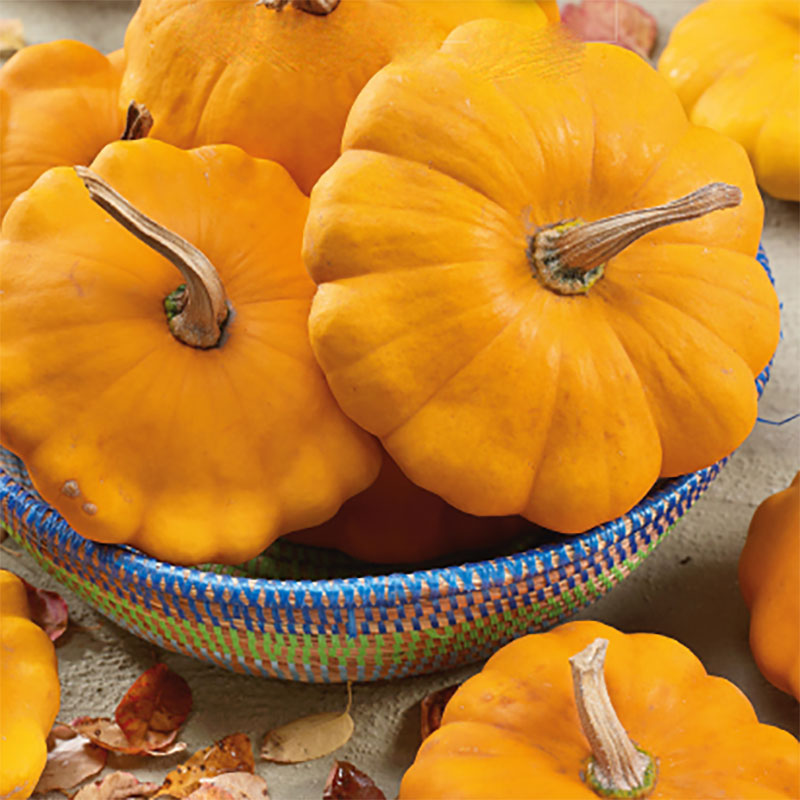 Pattypan Squash "Orange"
