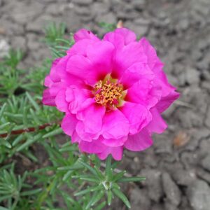 Praktportlak, rosa