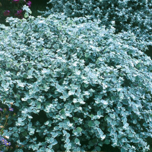 Rabatteternell "Silver Mist"