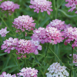 Roseniberis
