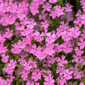 Sommarglim "Sibella Carmine"