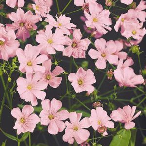 Sommarslöja "Rosea"