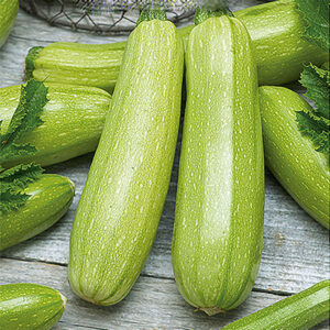 Squash "Wanda"