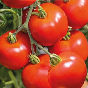 Tomat "Crimson Crush" F1