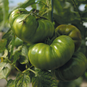 Tomat "Delicious"