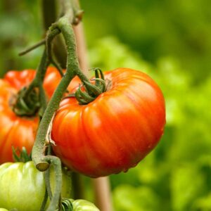 Tomat "Gigantomo" F1