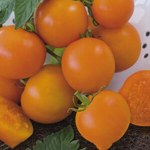 Tomat "Oranze"
