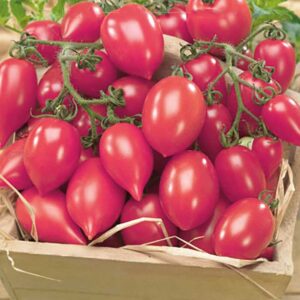 Tomat "Plumbrella Rosy Pink"
