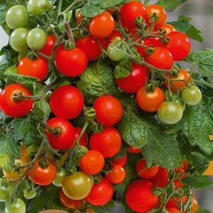 Körsbärstomat "Veranda Red" F1