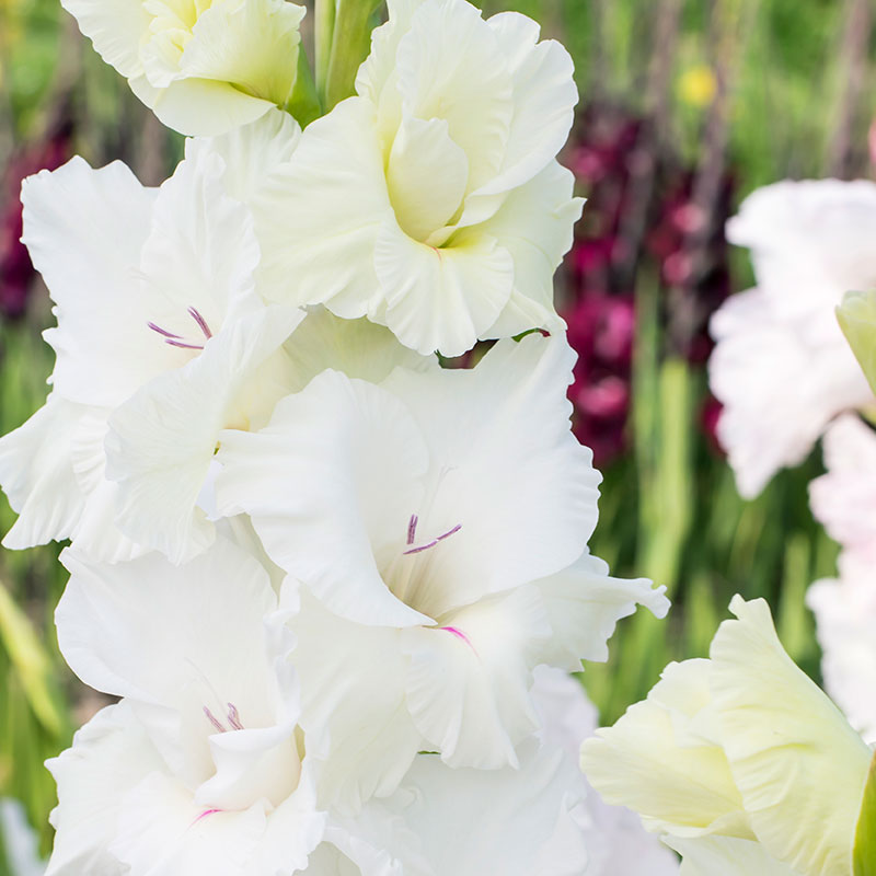 Gladiol "White Prosperity"