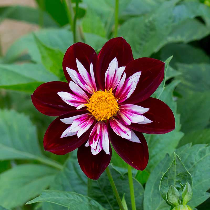 Halskråsdahlia "Mary Eveline"