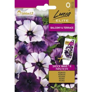Hängpetunia "Shock Wave Purple Tie Dye" F1