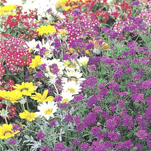 Hängverbena "Imagination"