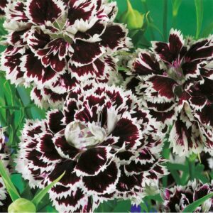 Heddewigsnejlika "Black and White Chianti"