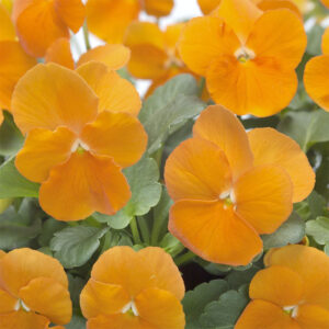 Hornviol "Floral Power Deep Orange" F1