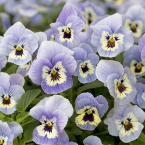Hornviol "Floral Power Marina" F1