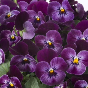 Hornviol "Floral Power Raspberry" F1