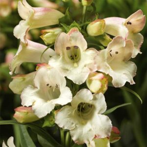 Höstskäggört "Arabesque Appleblossom"
