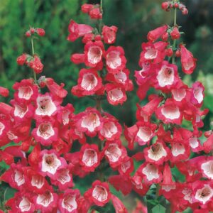 Höstskäggört "Scarlet Queen"