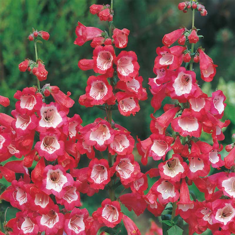Höstskäggört "Scarlet Queen"