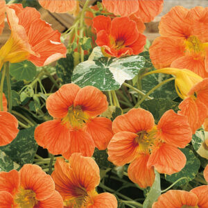 Indiankrasse "Alaska Salmon Orange"