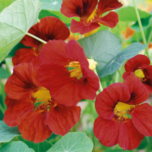 Indiankrasse "Mahogany Gleam"