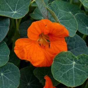 Indiankrasse "Whirlybird Tangerine"