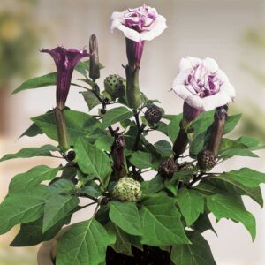 Indisk spikklubba "Ballerina purple"