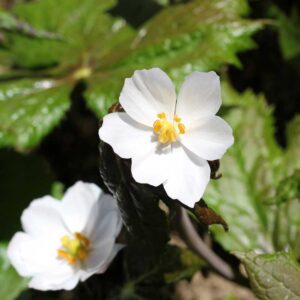 Indiskt fotblad, Podophyllum hexandrum