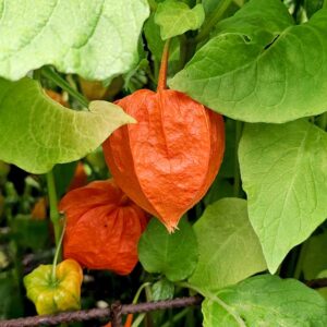 Judekörs, Physalis