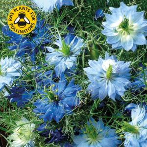 Jungfrun i det gröna "Dwarf Moody Blue"