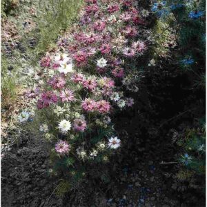 Jungfrun i det gröna "Miss Jekyll Rose"