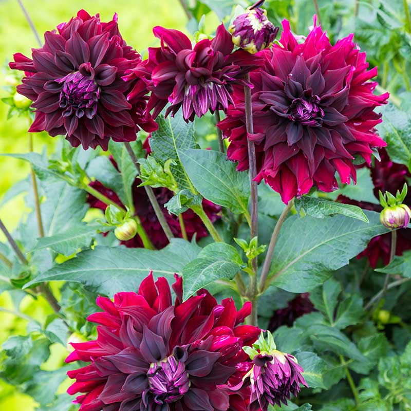 Kaktusdahlia "Rip City"