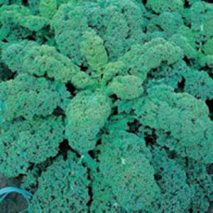 Kål "Dwarf Green Curled"
