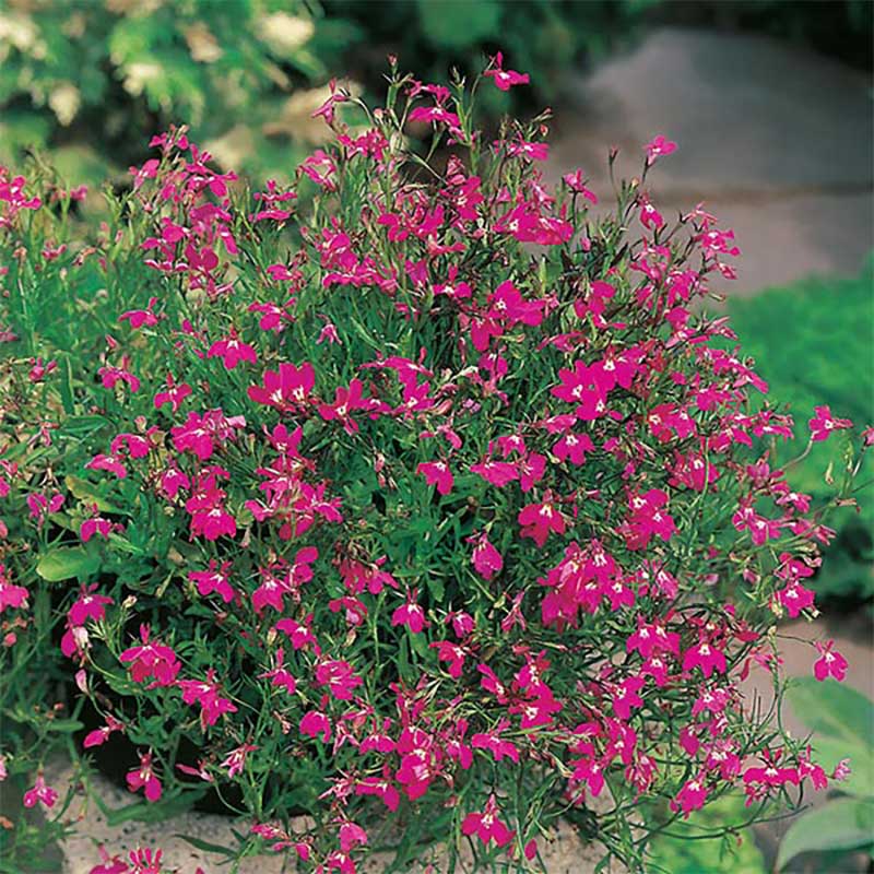 Kaplobelia "Crimson Fountain"