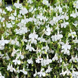 Kaplobelia "White Lady"